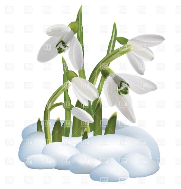 подснежники клипарт