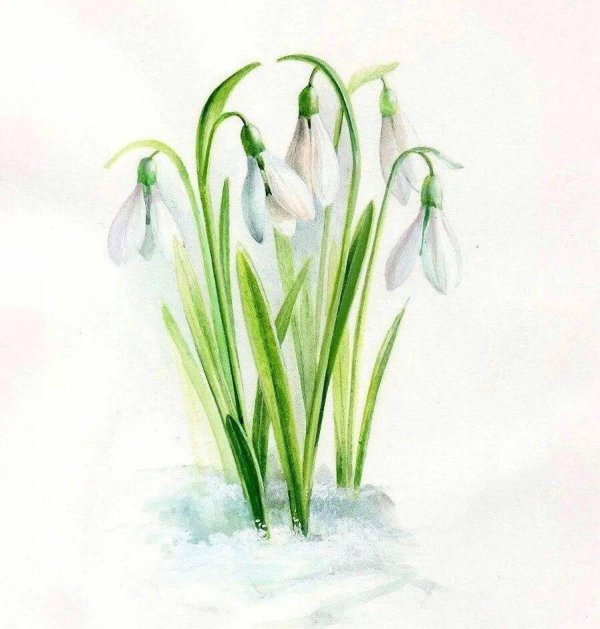 подснежники акварель