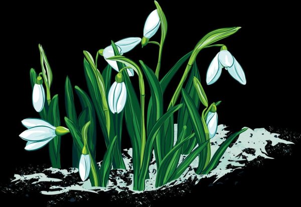 подснежники клипарт