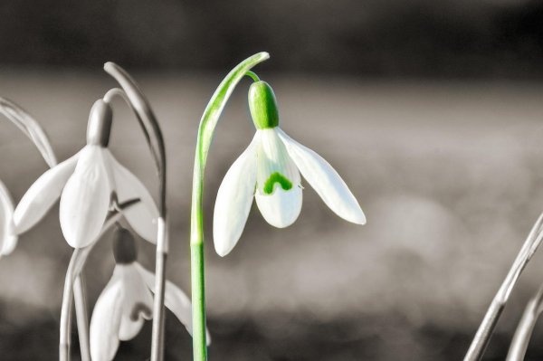белые подснежники