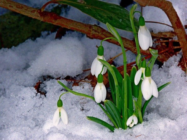 первоцветы подснежники