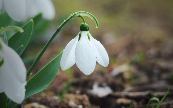подснежник белый