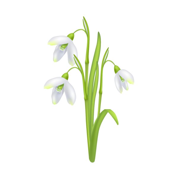 цветок подснежник