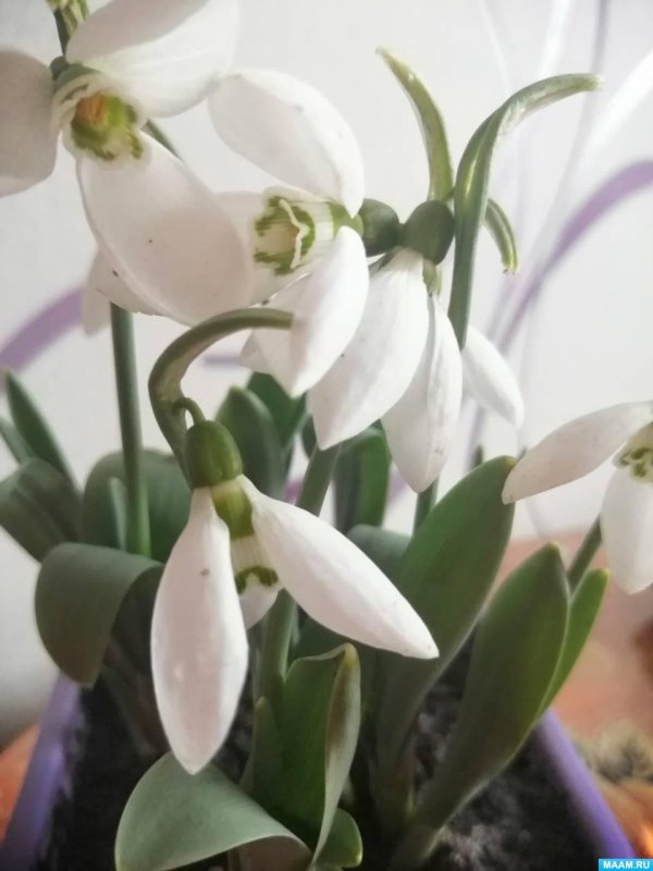 весенний первоцвет  подснежник