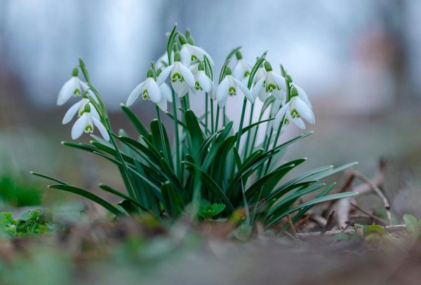 весенние цветы подснежники