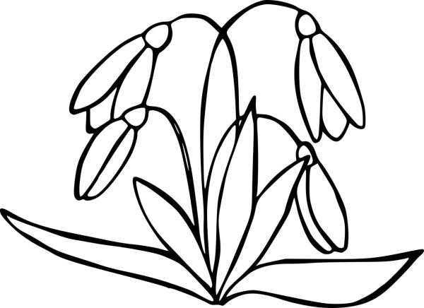 раскраска подснежник