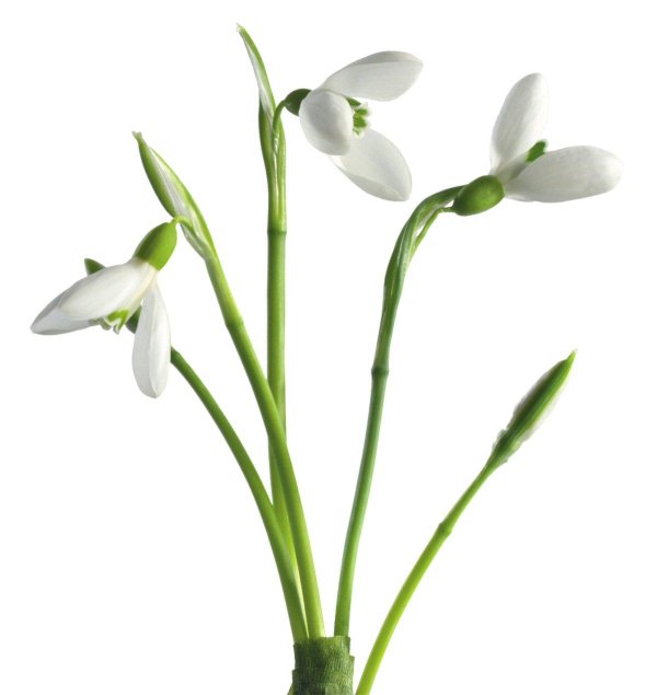 подснежники клипарт