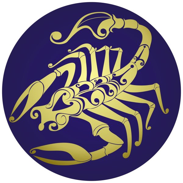 скорпион скорпионов