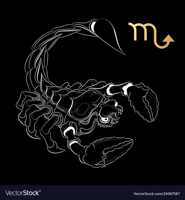 скорпион черно белый рисунок