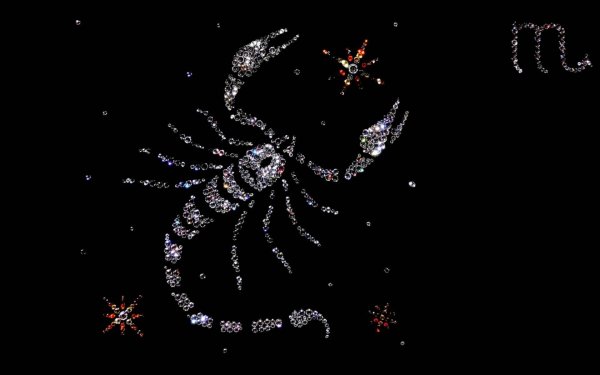 скорпион красивый