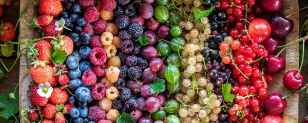 ягодные культуры