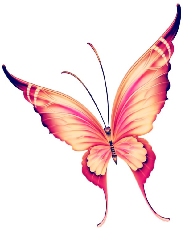 бабочка рисунки