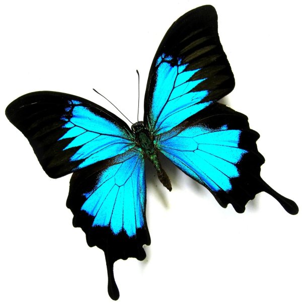 парусник улисс papilio ulysses
