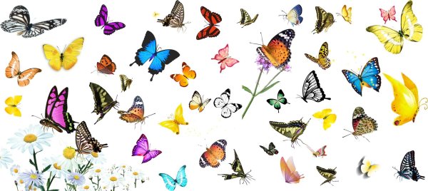 бабочки много