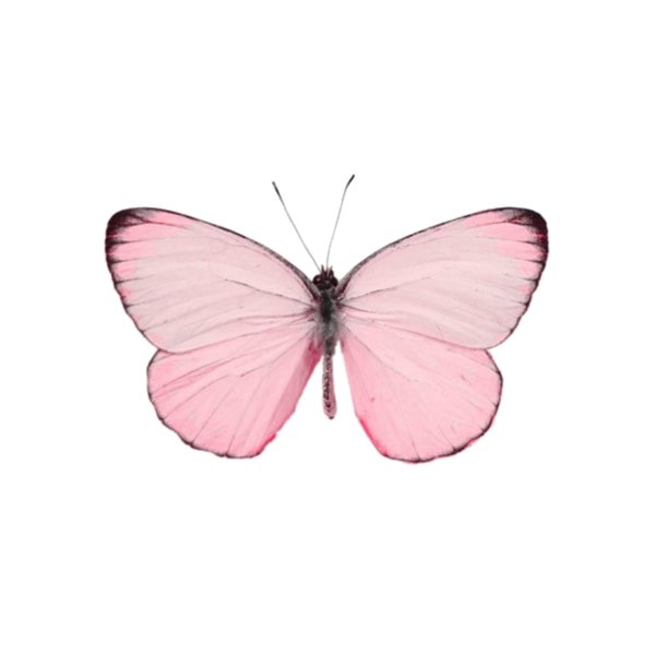 бабочки нежно розовые