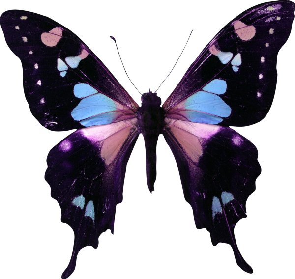 graphium weiskei