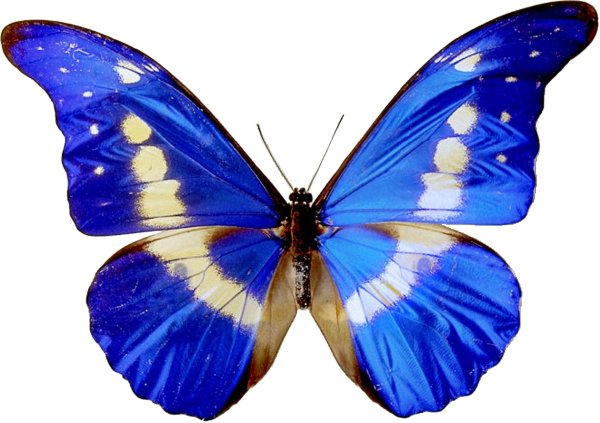 морфо хелена