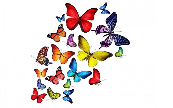 бабочка цветная