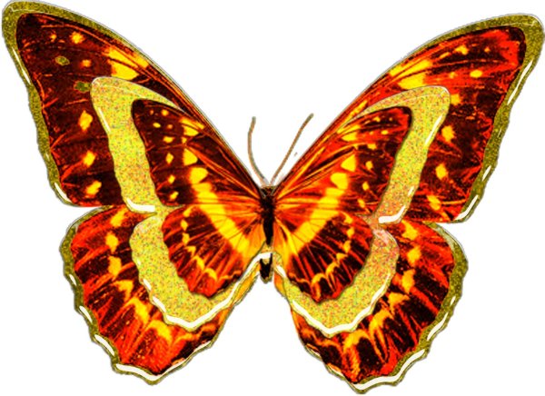 павлиноглазка атлас бабочка