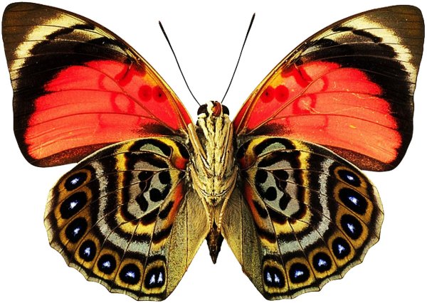 агриас клаудина