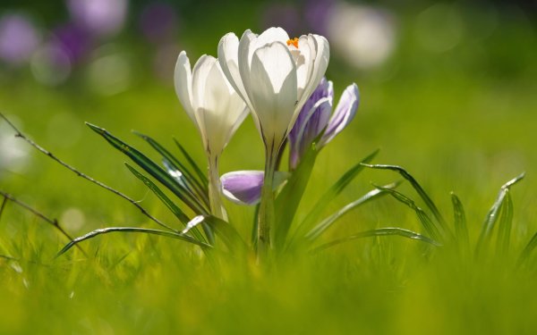 белые крокусы