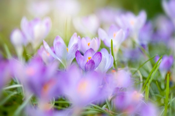первоцвет сиреневый крокус