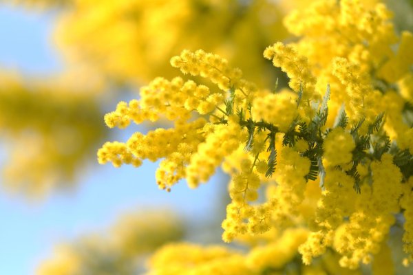 сибирская мимоза