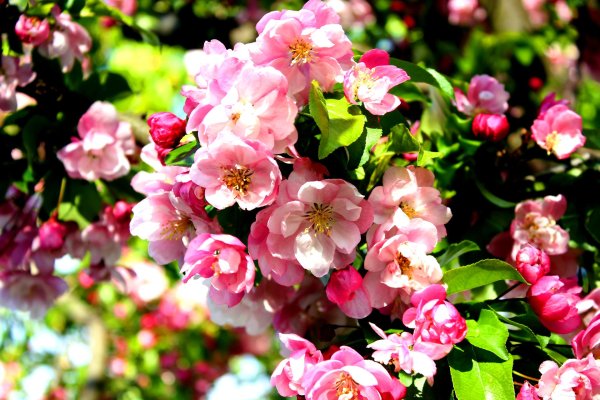 цветущие яблони