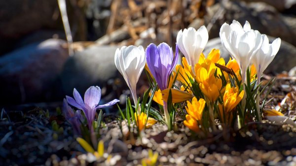 Про весну на рабочий стол