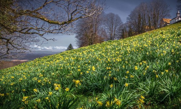 нарциссовые луга уэльс