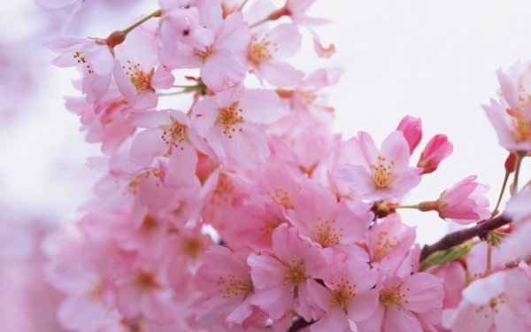 цветки сакуры