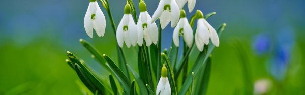 подснежник пролеска