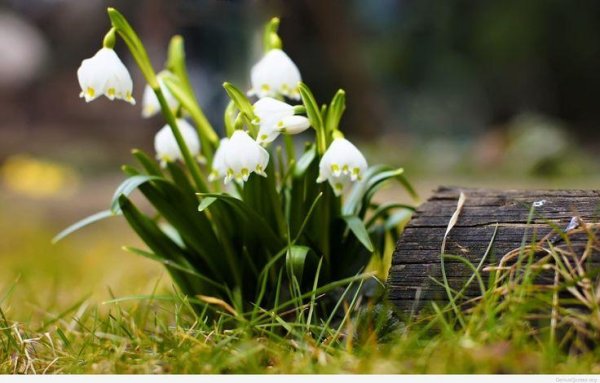 первоцветы подснежники