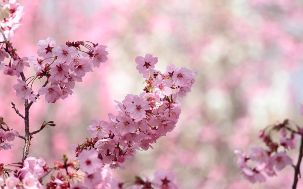 весенняя сакура