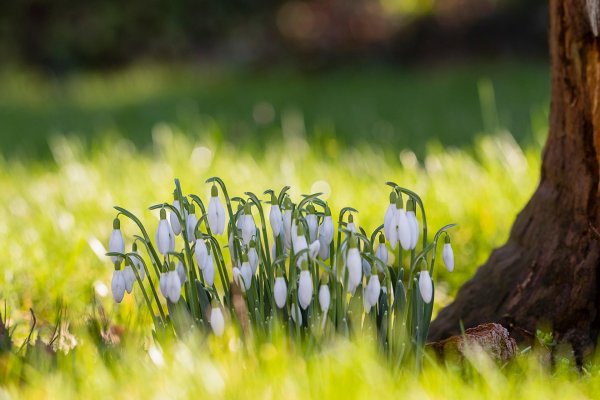подснежник в лесу