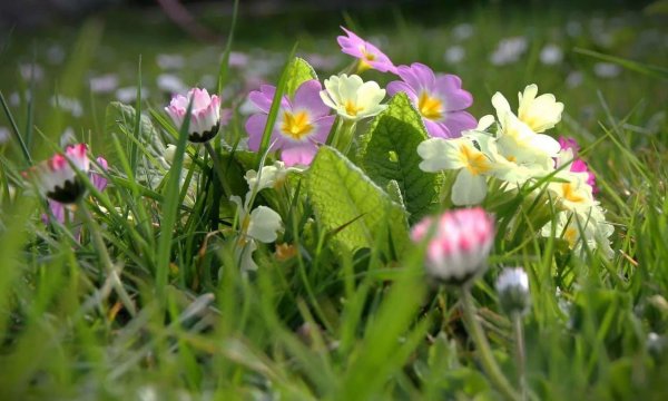 примула обыкновенная