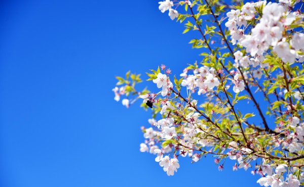 цветущие деревья