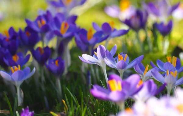 цветение крокусов