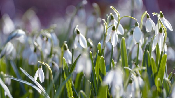 подснежник белый