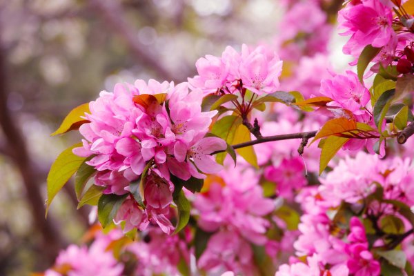 яблоневый цвет