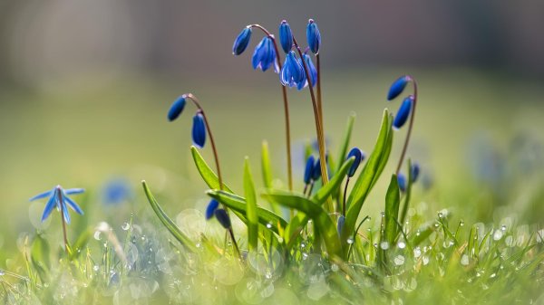 пролеска колокольчатая блу