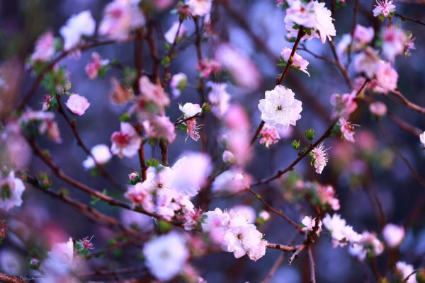 миндаль трехлопастный луизеания