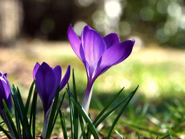 фрезия крокус