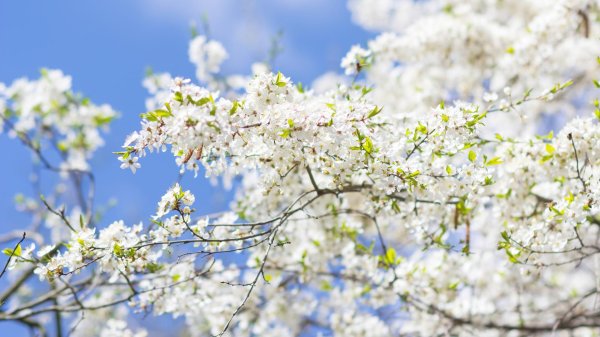 цветущие деревья