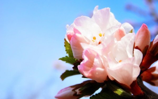 цветки вишни