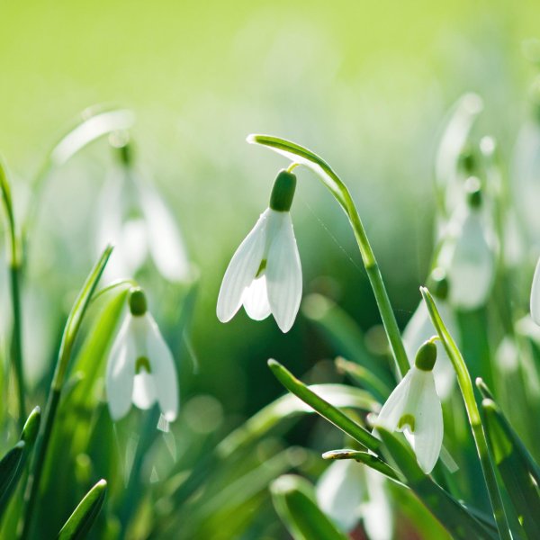 красивые подснежники