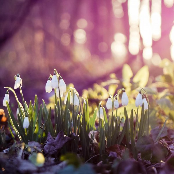 красивые подснежники