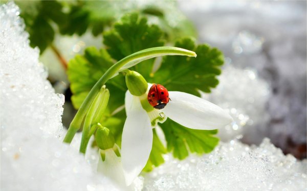 коровка божья