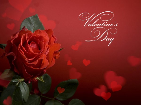 С цветами с днем влюбленных