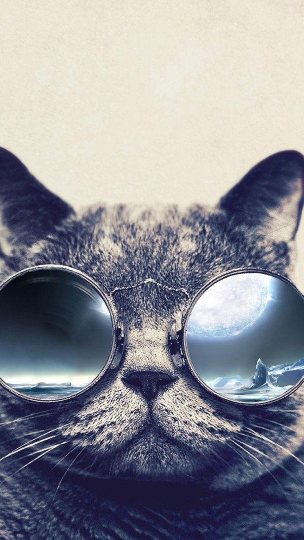 котик в очках